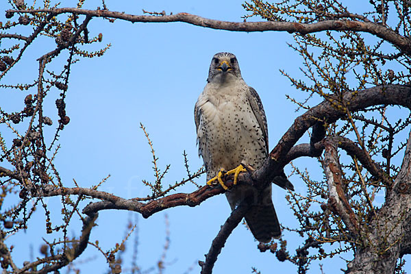 Gerfalke (Falco rusticolus)