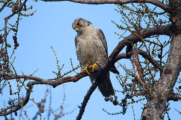 Gerfalke (Falco rusticolus)