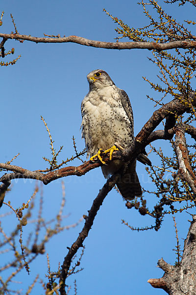 Gerfalke (Falco rusticolus)