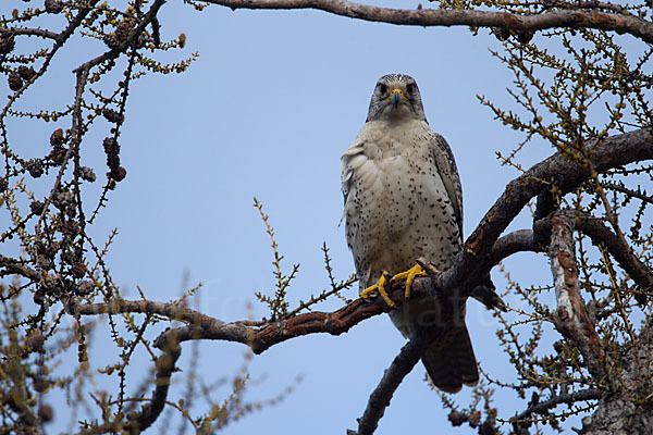 Gerfalke (Falco rusticolus)