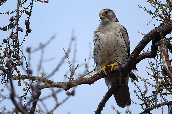 Gerfalke (Falco rusticolus)