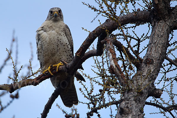 Gerfalke (Falco rusticolus)