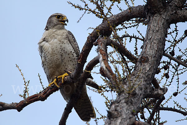 Gerfalke (Falco rusticolus)