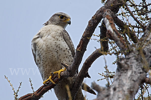 Gerfalke (Falco rusticolus)