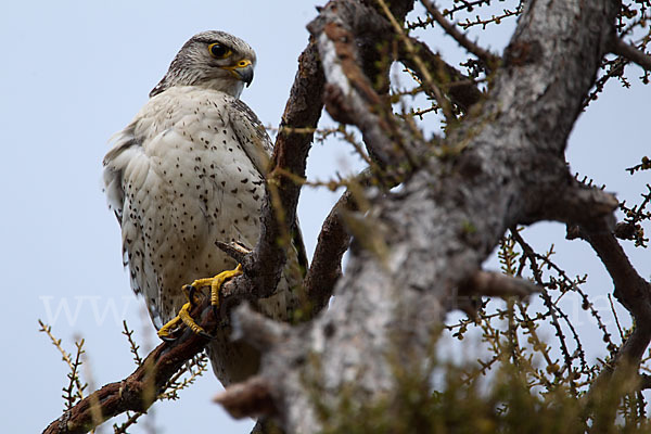 Gerfalke (Falco rusticolus)