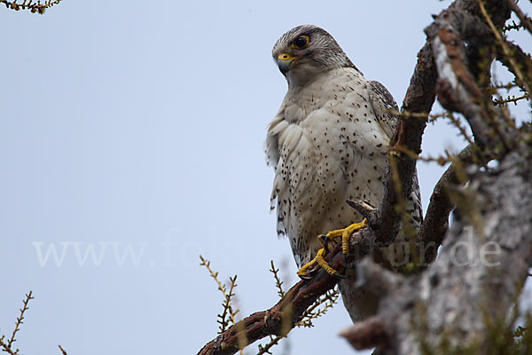 Gerfalke (Falco rusticolus)