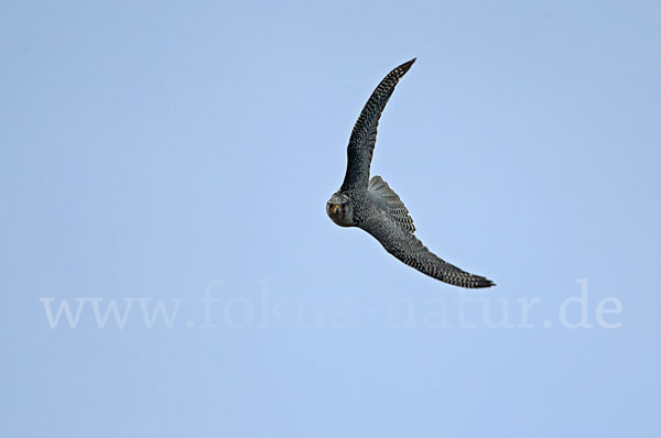 Gerfalke (Falco rusticolus)