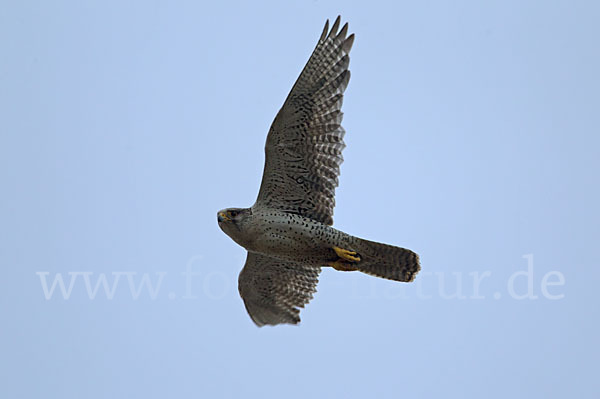 Gerfalke (Falco rusticolus)