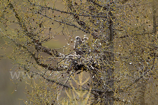 Gerfalke (Falco rusticolus)