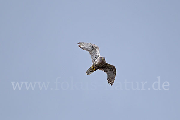 Gerfalke (Falco rusticolus)