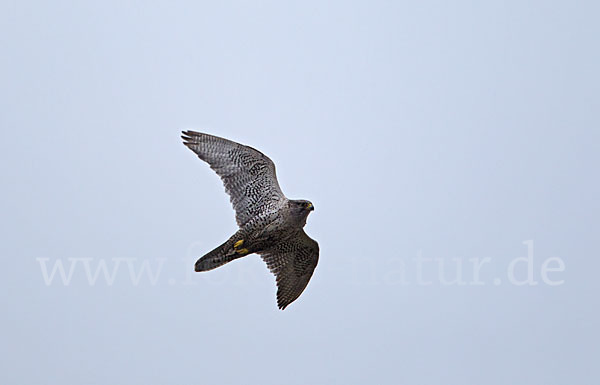 Gerfalke (Falco rusticolus)