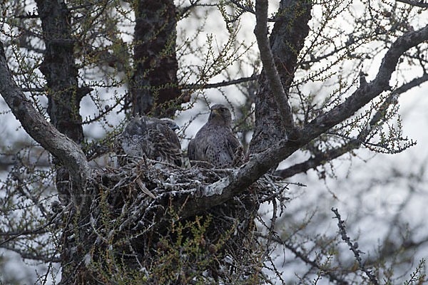 Gerfalke (Falco rusticolus)