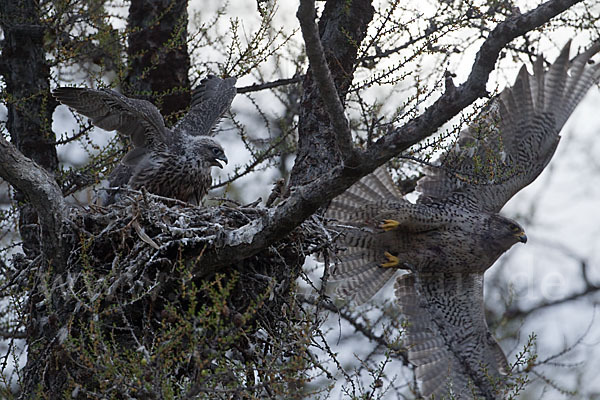 Gerfalke (Falco rusticolus)