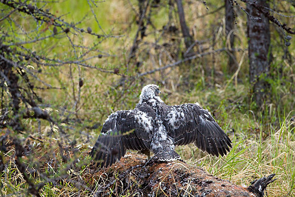 Gerfalke (Falco rusticolus)