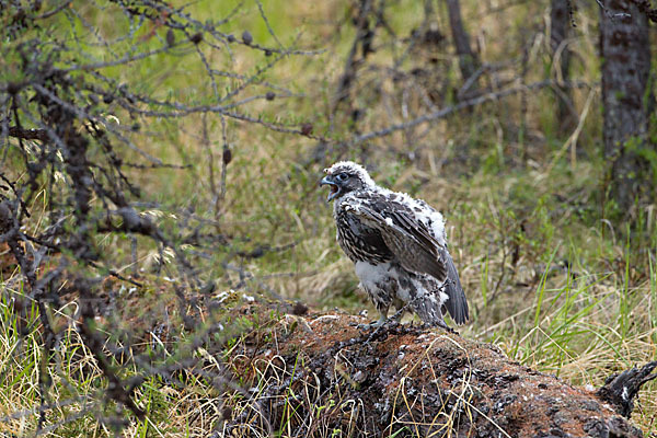 Gerfalke (Falco rusticolus)