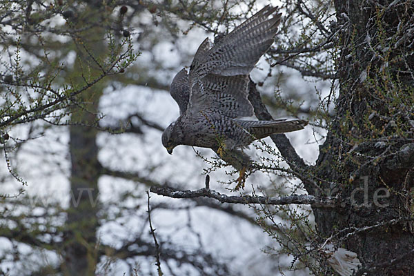 Gerfalke (Falco rusticolus)