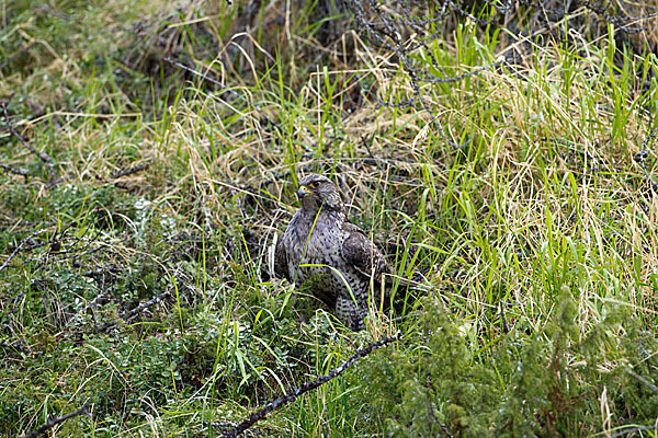 Gerfalke (Falco rusticolus)