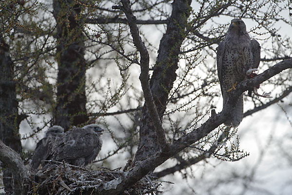 Gerfalke (Falco rusticolus)