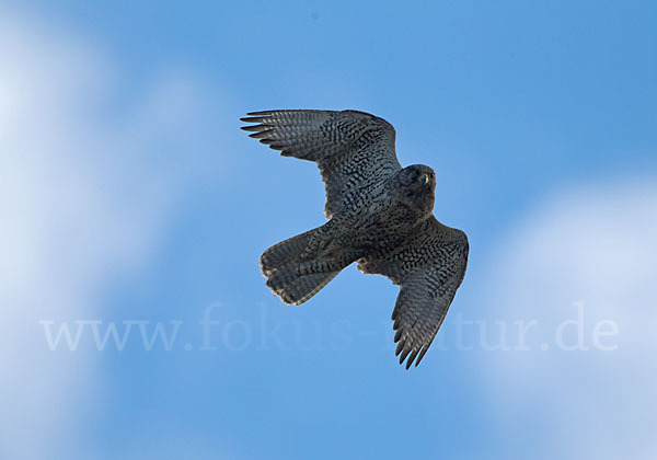 Gerfalke (Falco rusticolus)