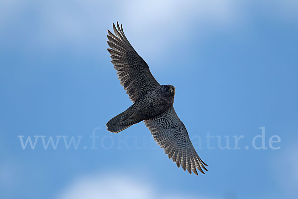 Gerfalke (Falco rusticolus)