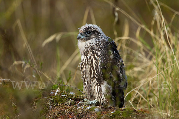 Gerfalke (Falco rusticolus)