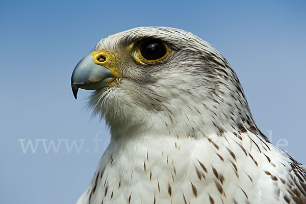 Gerfalke (Falco rusticolus)