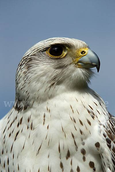 Gerfalke (Falco rusticolus)