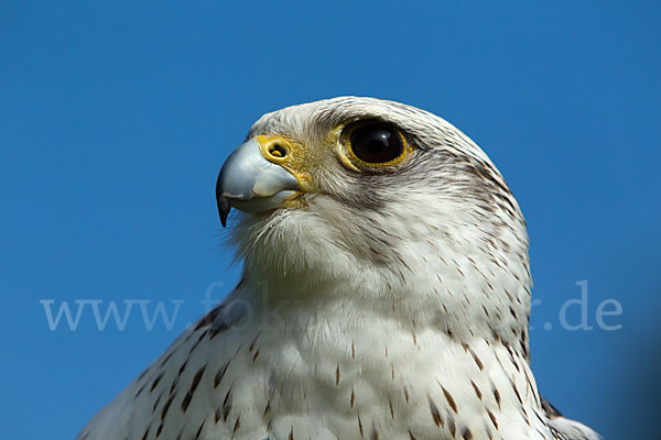 Gerfalke (Falco rusticolus)