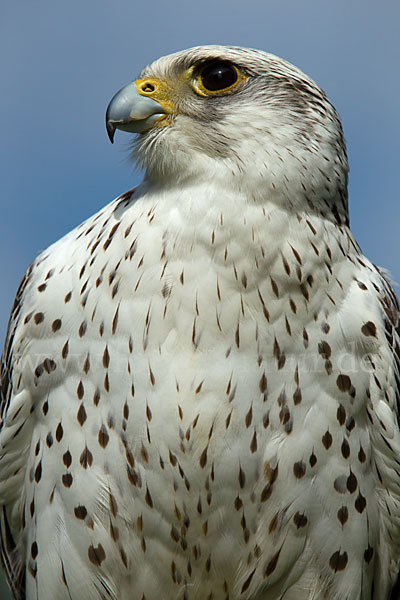 Gerfalke (Falco rusticolus)