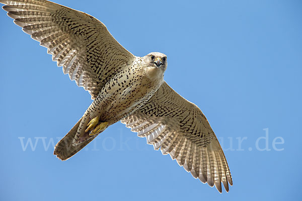 Gerfalke (Falco rusticolus)