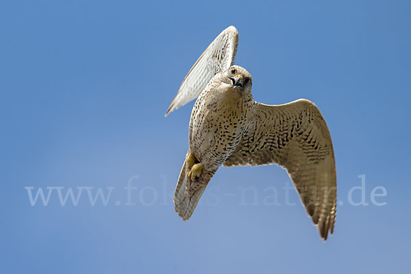 Gerfalke (Falco rusticolus)