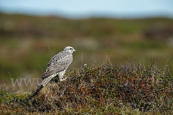 Gerfalke (Falco rusticolus)