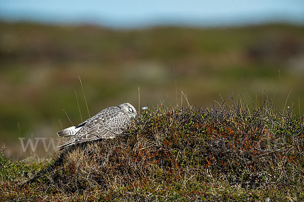 Gerfalke (Falco rusticolus)