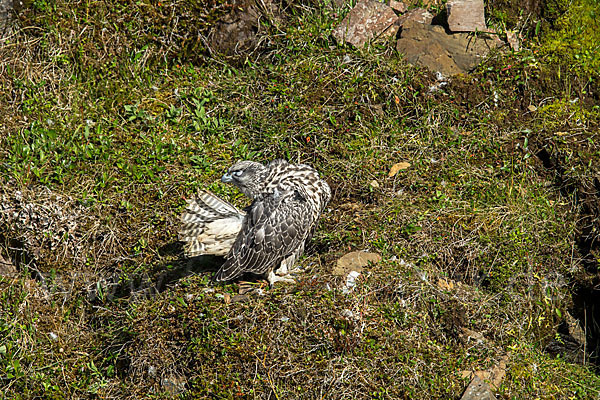 Gerfalke (Falco rusticolus)