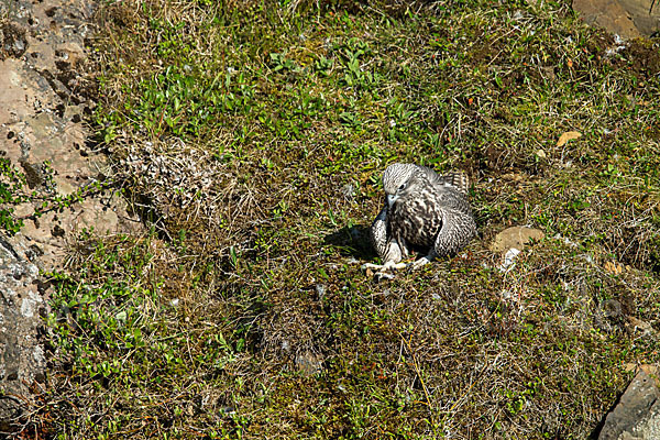 Gerfalke (Falco rusticolus)