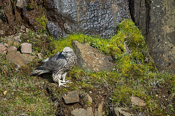 Gerfalke (Falco rusticolus)