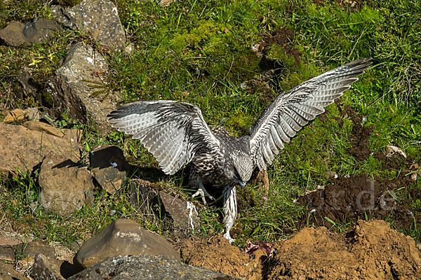 Gerfalke (Falco rusticolus)