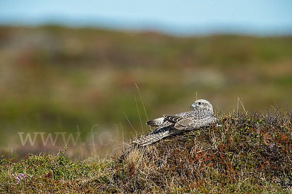 Gerfalke (Falco rusticolus)