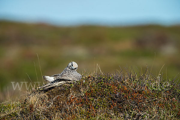 Gerfalke (Falco rusticolus)