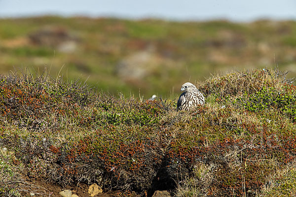 Gerfalke (Falco rusticolus)