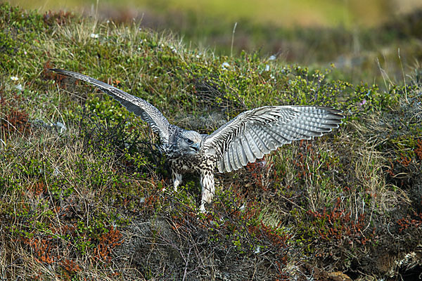 Gerfalke (Falco rusticolus)