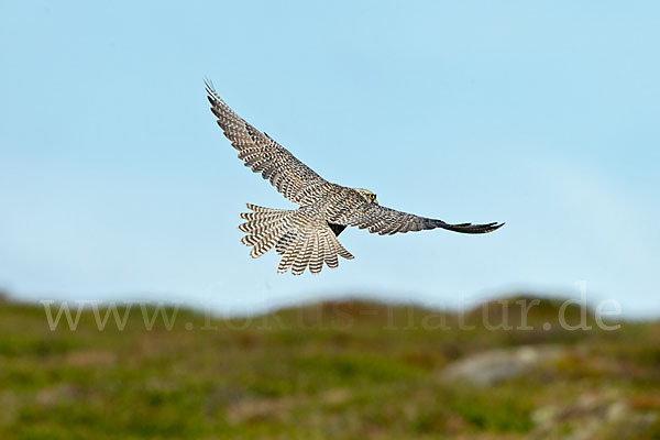 Gerfalke (Falco rusticolus)