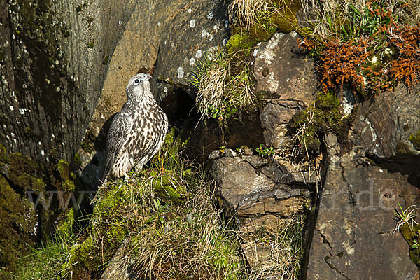 Gerfalke (Falco rusticolus)