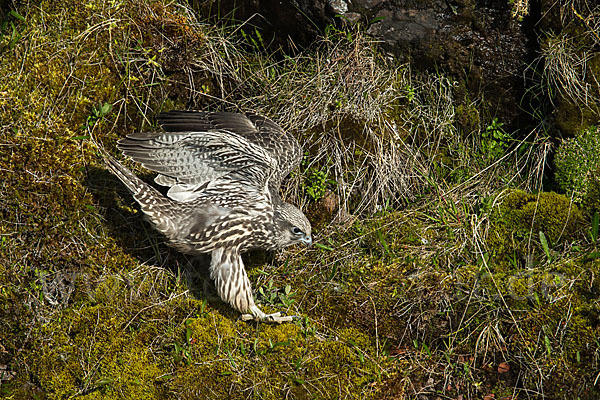 Gerfalke (Falco rusticolus)