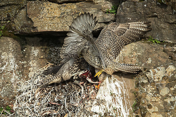 Gerfalke (Falco rusticolus)