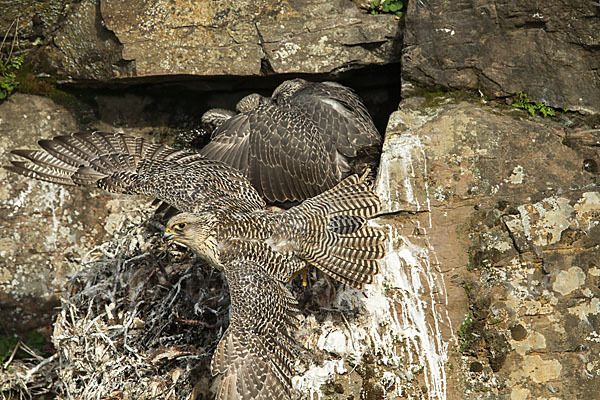 Gerfalke (Falco rusticolus)