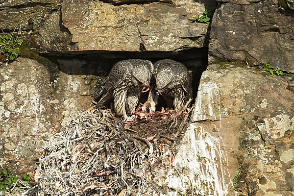 Gerfalke (Falco rusticolus)