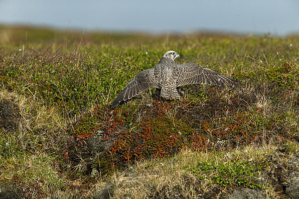 Gerfalke (Falco rusticolus)