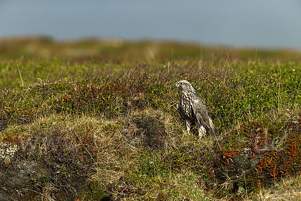 Gerfalke (Falco rusticolus)