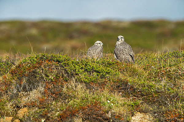 Gerfalke (Falco rusticolus)